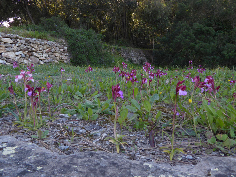 Anacamptis papilionacea ( e Anacamptis x gennarii)